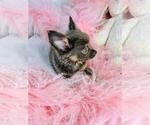 Small #15 Chihuahua