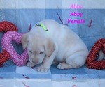 Small #7 Labrador Retriever