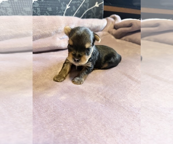 Medium Photo #4 Yorkshire Terrier Puppy For Sale in PETERSBURG, IN, USA