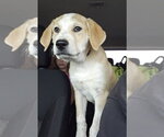 Small #1 Labrador Retriever Mix