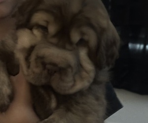 Medium Cocker-Pei