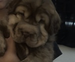 Puppy Brownie Cocker-Pei