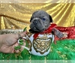 Small Photo #60 French Bulldog Puppy For Sale in HAYWARD, CA, USA