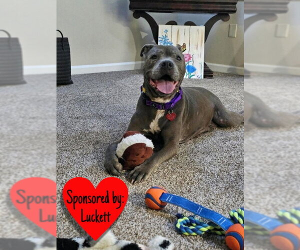 Medium Photo #13 Mutt Puppy For Sale in San Leon, TX, USA