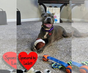 Maggie - Female Mutt Dog for Adoption - Photo #13