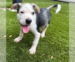 Small Mutt