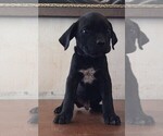 Small Photo #2 Cane Corso Puppy For Sale in GRENVILLE, NM, USA