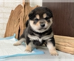 Small Photo #11 Shiba Inu Puppy For Sale in SAN FRANCISCO, CA, USA