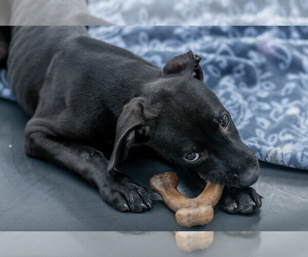 Medium Photo #3 Labrador Retriever-Unknown Mix Puppy For Sale in Hilton Head, SC, USA