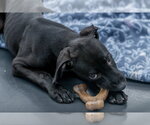 Small #2 Labrador Retriever Mix