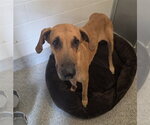 MABEL - Female Great Dane Dog for Adoption - Small photo