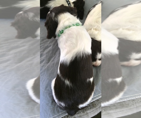 Medium Photo #2 Brittany Puppy For Sale in MOHAWK, NY, USA