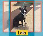 Small #4 American Pit Bull Terrier