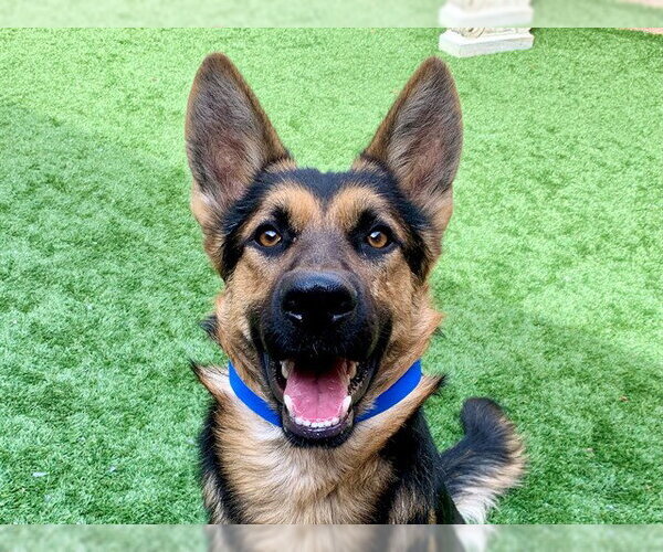 Medium Photo #1 German Shepherd Dog-Unknown Mix Puppy For Sale in Moreno Valley, CA, USA