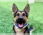 Small German Shepherd Dog Mix