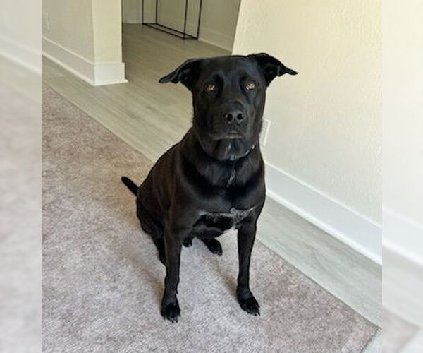 Medium Photo #8 Labrador Retriever-Unknown Mix Puppy For Sale in Royal Palm Beach, FL, USA