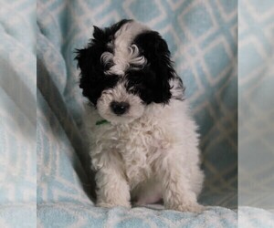 Poodle (Standard)-Shih Tzu Mix Puppy for sale in FREDERICKSBURG, OH, USA