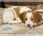 Small #1 Brittany