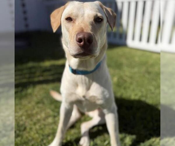 Medium Photo #3 Labrador Retriever-Unknown Mix Puppy For Sale in San Diego, CA, USA
