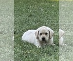 Puppy Lt Yellow Male Labrador Retriever