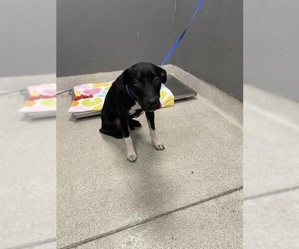 Medium Photo #1 Labrador Retriever-Unknown Mix Puppy For Sale in Tallahassee, FL, USA