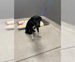 Small Labrador Retriever Mix