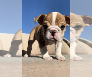English Bulldog Puppy for Sale in SANTA ANA, California USA