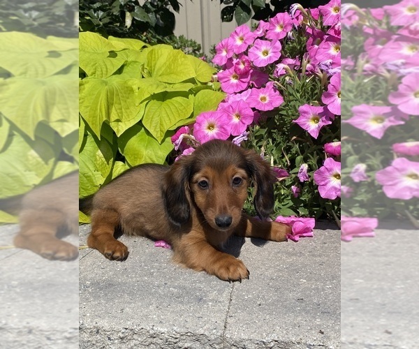 Medium Photo #2 Dachshund Puppy For Sale in CANOGA, NY, USA