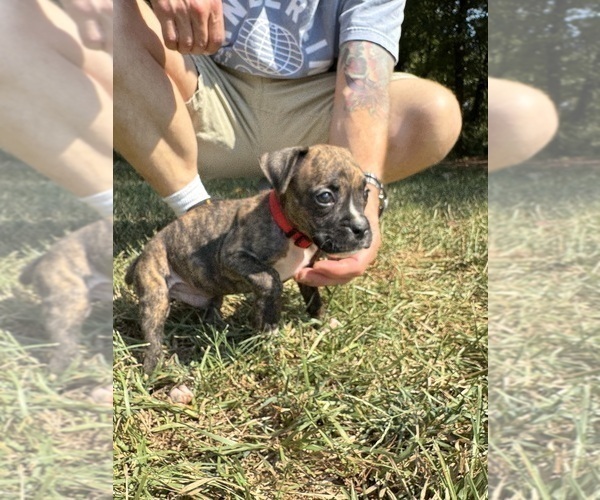 Medium Photo #5 Boxer Puppy For Sale in SCOBEY, MS, USA