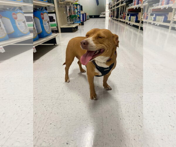 Medium Photo #2 Dachshund-Staffordshire Bull Terrier Mix Puppy For Sale in La Verne, CA, USA