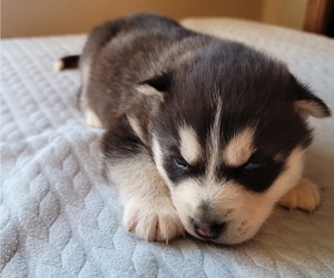 Siberian Husky Puppy for sale in FAIRFIELD, IL, USA