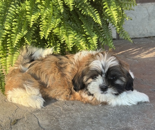 Medium Photo #4 Shih Tzu Puppy For Sale in CANOGA, NY, USA