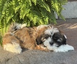 Small #3 Shih Tzu