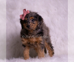 Small #3 Goldendoodle (Miniature)