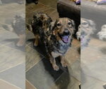 Small #8 Mutt