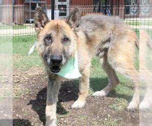 German Shepherd Dog-Unknown Mix Dogs for adoption in San Antonio, TX, USA