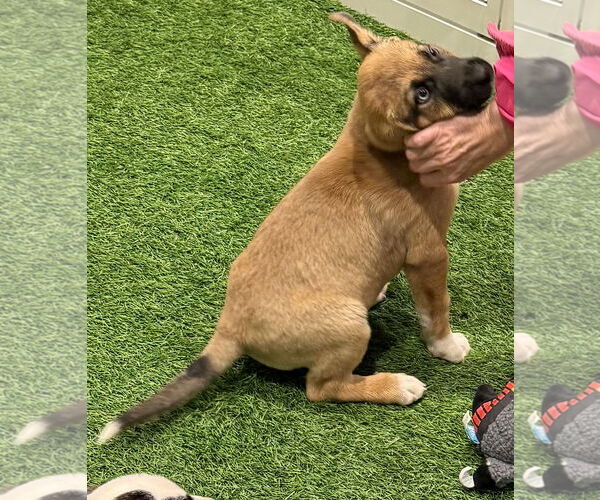 Medium Photo #4 Mutt Puppy For Sale in Sanford, FL, USA