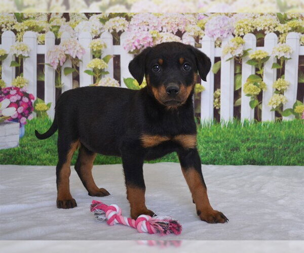 Medium Photo #1 Rottweiler-Unknown Mix Puppy For Sale in Oroville, CA, USA