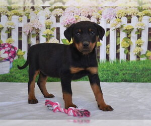 Rottweiler-Unknown Mix Dogs for adoption in Oroville, CA, USA