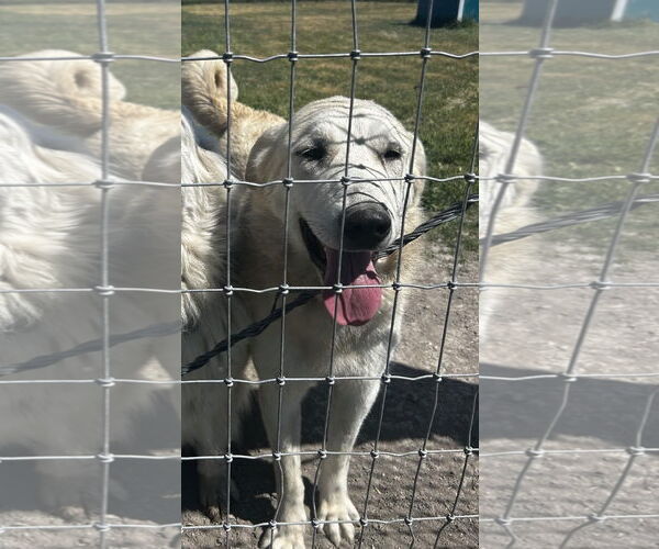 Medium Photo #2  Puppy For Sale in , 