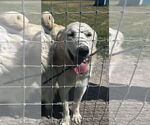 Small #1 Breeder Profile image