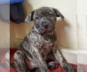 Labrador Retriever-Staffordshire Bull Terrier Mix Dogs for adoption in Pottstown, PA, USA