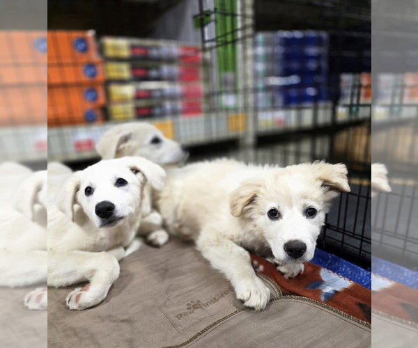 Medium Photo #5 Golden Pyrenees Puppy For Sale in Aurora, IN, USA