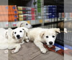 Small #4 Golden Pyrenees