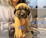 Small Photo #1 Cane Corso-Saint Bernard Mix Puppy For Sale in LIVERMORE, CA, USA