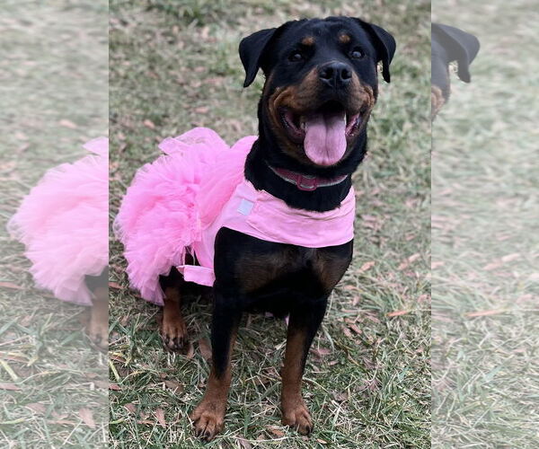 Medium Photo #1 Rottweiler Puppy For Sale in Mooresville, NC, USA