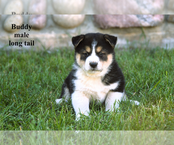 Medium Photo #5 Border Collie-Shiba Inu Mix Puppy For Sale in CLARE, MI, USA