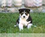 Litter of 5 - Male Border Collie-Shiba Inu MixLitter of Puppies for Sale - Photo #5