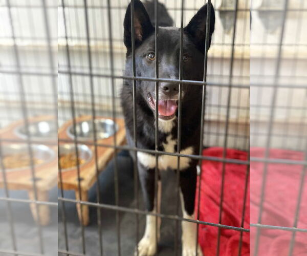 Medium Photo #3 Border Collie-Unknown Mix Puppy For Sale in Lewistown, PA, USA