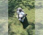 Small #2 Aussie-Corgi